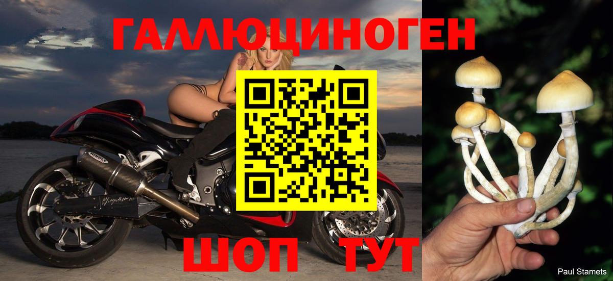 Галлюциногенные грибы Psilocybine cubensis Балашиха